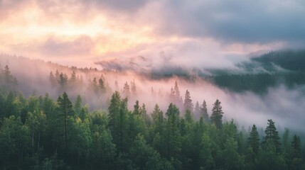 Serene Forest in the Misty Morning Light