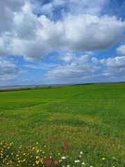 Obraz premium Blumenwiese unter blauen Himmel 