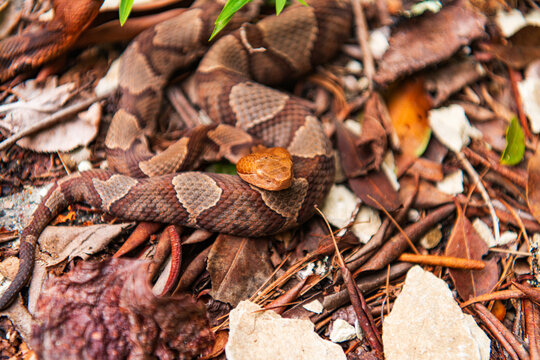 A Copperhead snake in the Linville Gorge, North Carolina