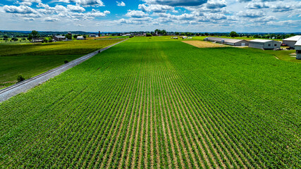 Expansive Green Crops In Neatly Aligned Rows Stretch Across A Sunlit Countryside, With Barns And...