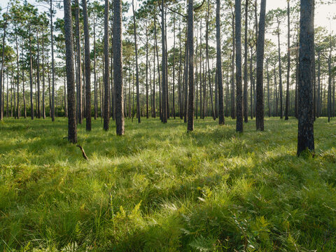 Longleaf pine forest in the Green Swamp Preserve, Supply, North Carolina