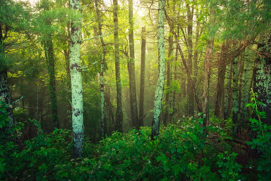 Lichen covered trees in a wooded area near Boone North Carolina at sunrise