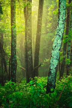 Lichen covered trees in a foggy wooded area near Boone North Carolina at sunrise