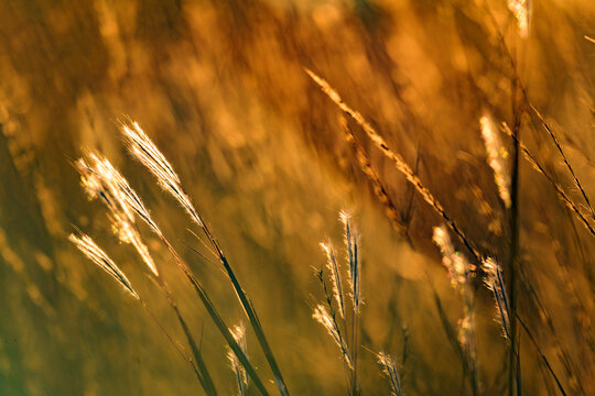 Wiregrass in the sun at the Apalachicola Bluffs and Ravines Preserve in Florida
