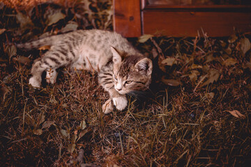 cat, lazy cat, cat in the garden