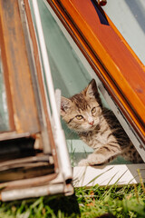 cat, lazy cat, cat in the garden © TomaszGwóźdźFoto