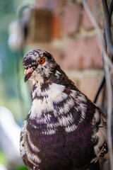 pigeon, bird, domestic pigeon, goose