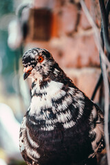 pigeon, bird, domestic pigeon, goose