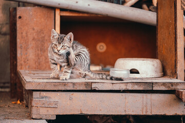 cat, lazy cat, cat in the garden