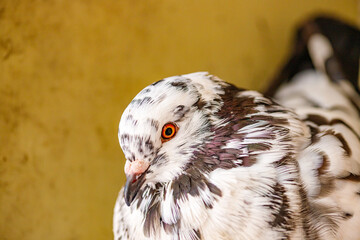 pigeon, bird, domestic pigeon, goose © TomaszGwóźdźFoto