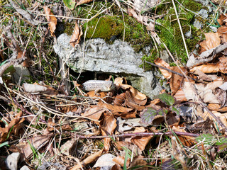 The sand lizard (Lacerta agilis) is a lacertid lizard