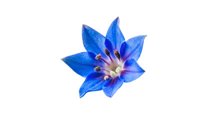Bugloss flower isolated on transparent background