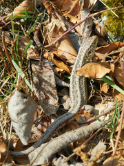 The sand lizard (Lacerta agilis) is a lacertid lizard