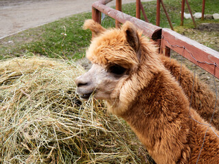 alpaca eating hay in an enclosure