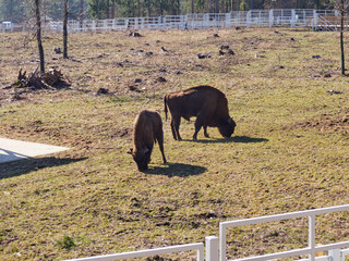 The European bison (Bison bonasus) standing in a glade © pawel_ka_foto