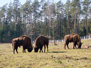 The European bison (Bison bonasus) standing in a glade
