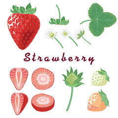 Strawberry vector elements isolated on white for design 