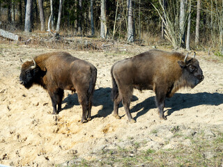 The European bison (Bison bonasus) standing in a glade