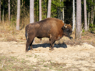 The European bison (Bison bonasus) standing in a glade