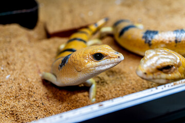 ピーターズバンデッドスキンク