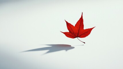 Single Red Maple Leaf on White Background