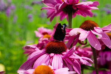 Small butterfly sitting on zinnia flower macro photography. Butterfly macro photography summertime garden background.