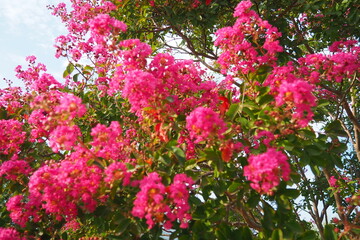Nerium oleander, rosebay cultivated worldwide in temperate and subtropical areas as an ornamental and landscaping plant. Genus Nerium, Apocynoideae, Apocynaceae. Montenegro, Adriatic, Mediterranean