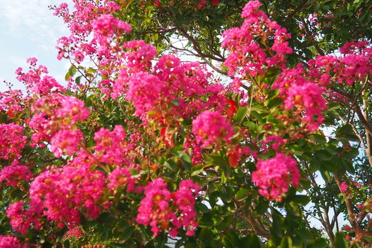 Nerium oleander, rosebay cultivated worldwide in temperate and subtropical areas as an ornamental and landscaping plant. Genus Nerium, Apocynoideae, Apocynaceae. Montenegro, Adriatic, Mediterranean
