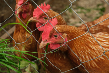 Red free-range chickens eat grass that is given to them through the fence. Organic chicken poultry in the village. Summer, rural scene. © Maria