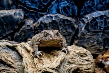 ナンブヒキガエル