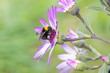 Close up of Meadow Bumblebee, Bombus pratorum, foraging on the purple lilac heart of a Pericallis × hybrida with white lilac sepals against a plain yellow green background