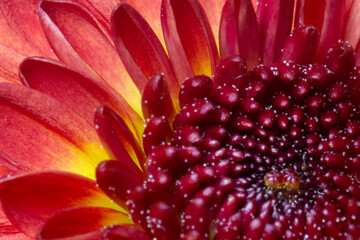 red and yellow flower