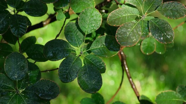 Raindrops Glistening on Green Smoketree Leaves After a Summer Shower. Rain on Cotinus Bush Foliage in the Garden. Nature Spring Background