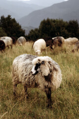 Obraz premium Sheep Grazing Peacefully on a Mountain Meadow
