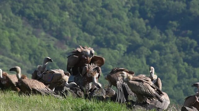 Griffon Vulture they feed on carrion