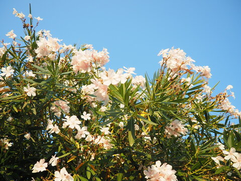 Nerium oleander, rosebay cultivated worldwide in temperate and subtropical areas as an ornamental and landscaping plant. Genus Nerium, Apocynoideae, Apocynaceae. Montenegro, Adriatic, Mediterranean