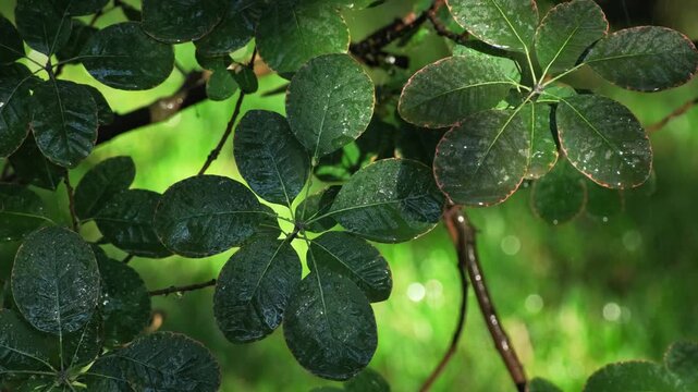 Raindrops on Smoketree Leaves in Summer Garden. Rain Falling on Green Cotinus Bush Foliage. Nature Spring Background
