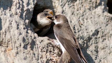 bird on the rock