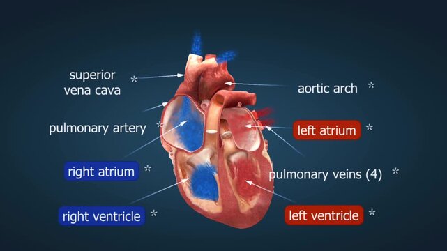 Anatomy and functions of heart