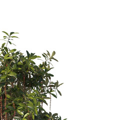 Barringtonia Acutangula, bushes, shrubs, evergreen, small tree, bush, light for daylight, easy to use, 3d render, isolated