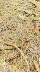 Background of dry pine forest floor