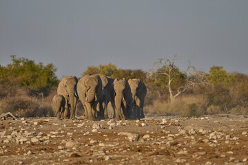 Herd of african elephant (Loxodonta africana) approaching a waterhole in Etosha National Park in Namibia