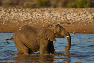 Young african elephant (Loxodonta africana) standing in a waterhole and drinking in Etosha National Park in Namibia.