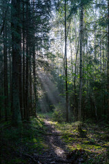 Obraz premium Early morning in the spring forest, the morning sun breaks through the light fog.