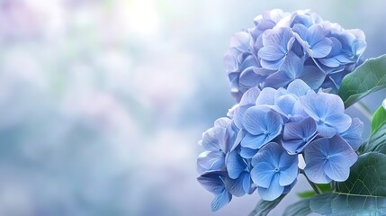 June rainy season hydrangea copy space 