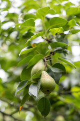 Green pear in the summer garden