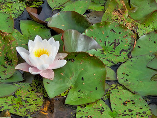 One white Lotus blossom sitting on top of the green foliage floating on the surface of the pond the...