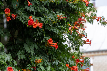 A flowering bush in the rain