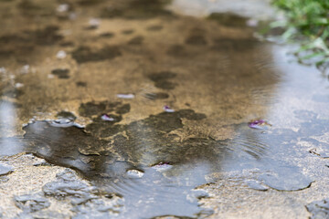 Wet asphalt during rain