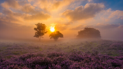 Sunrise over blooming heather fields in Veluwe Zuiderheide, Netherlands